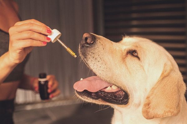 Zastosowanie produktów konopnych w leczeniu dolegliwości u psów